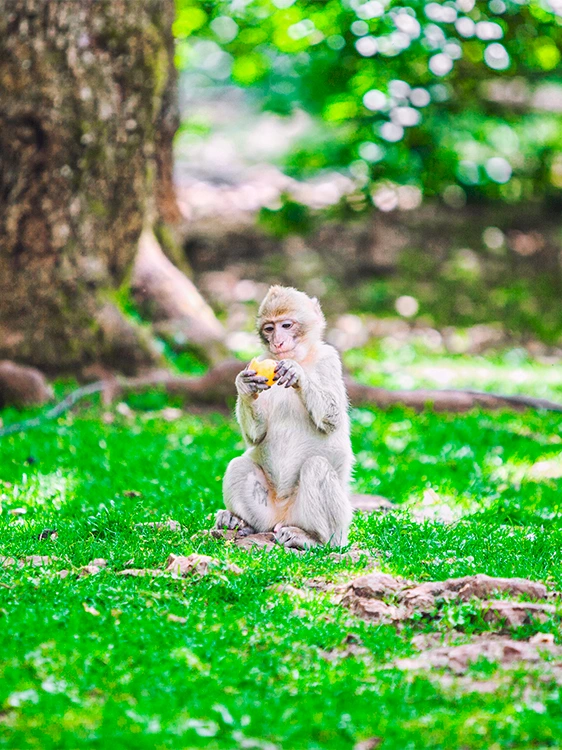 foret des singes rocamadour